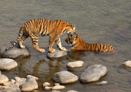 Tiger tracking in Bardia National Park